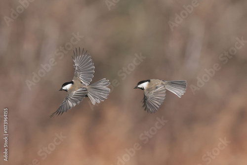 Chickadees in midair photo