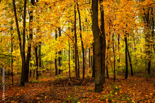 Fall landscape in the forest at morning,golden and orange colors .Beautiful autumn landscape in the woodlands, landscape with trees and leaves.Orange leaves,beautiful maple trees.Ukraine forest