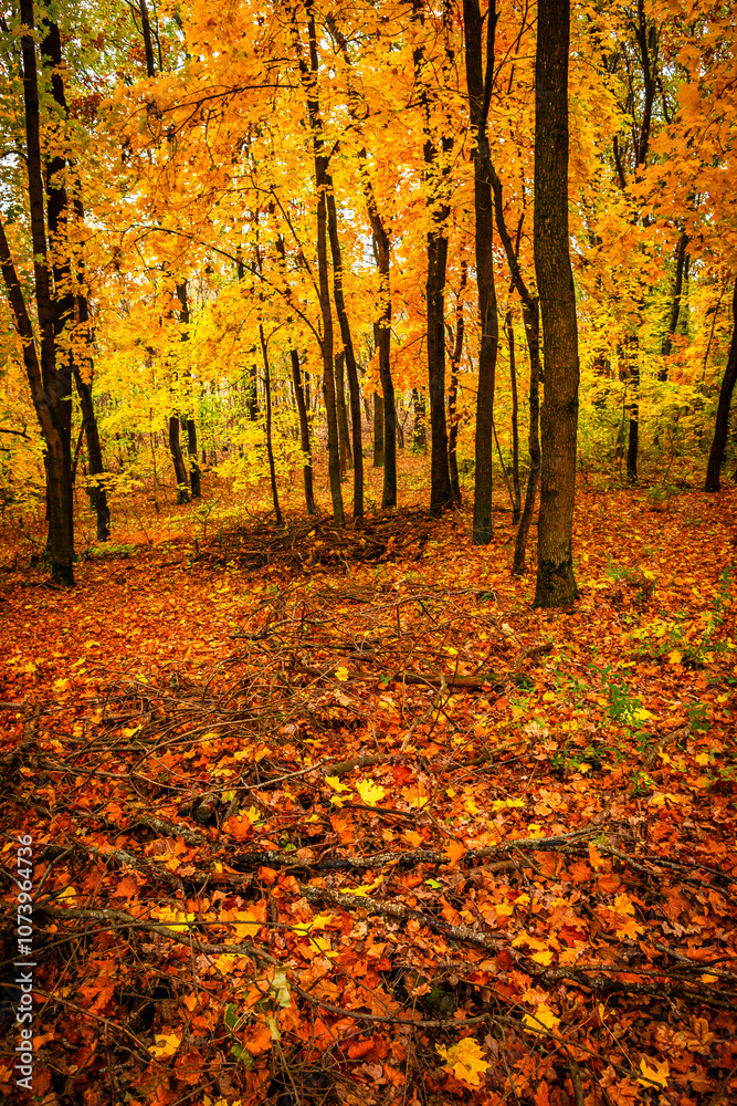 Fall landscape in the forest at morning,golden and orange colors .Beautiful autumn landscape in the woodlands, landscape with trees and leaves.Orange leaves,beautiful maple trees.Ukraine forest Fall landscape in the forest at morning,golden and orange colors .Beautiful autumn landscape in the woodlands, landscape with trees and leaves.Orange leaves,beautiful maple trees.Ukraine forest