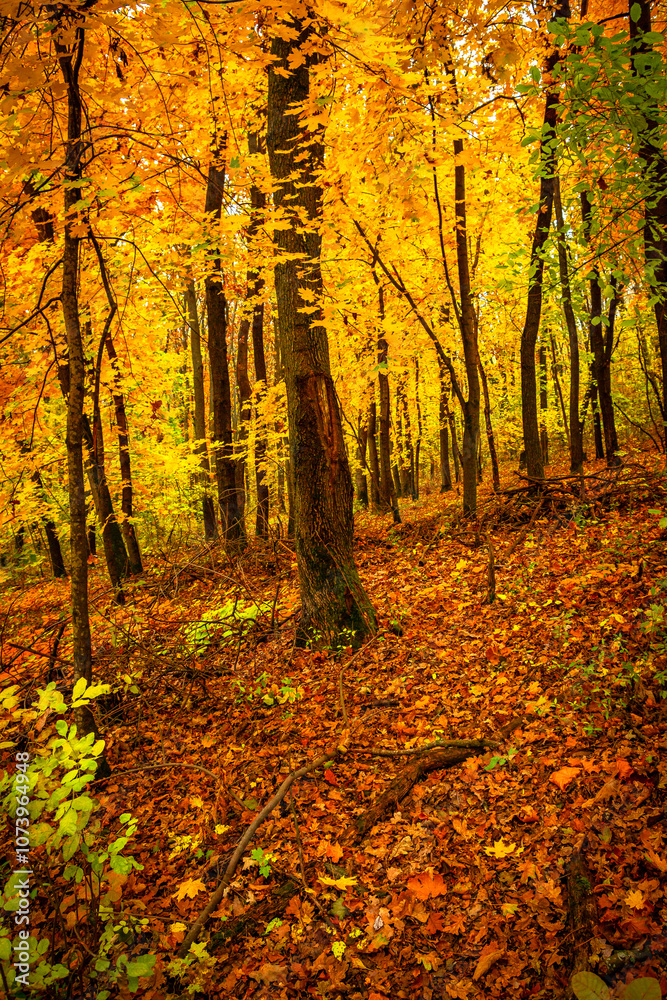 Fall landscape in the forest at morning,golden and orange colors .Beautiful autumn landscape in the woodlands, landscape with trees and leaves.Orange leaves,beautiful maple trees.Ukraine forest Fall landscape in the forest at morning,golden and orange colors .Beautiful autumn landscape in the woodlands, landscape with trees and leaves.Orange leaves,beautiful maple trees.Ukraine forest