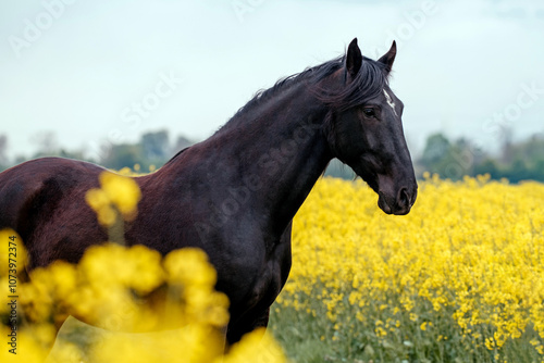 Lusitano und PRE photo