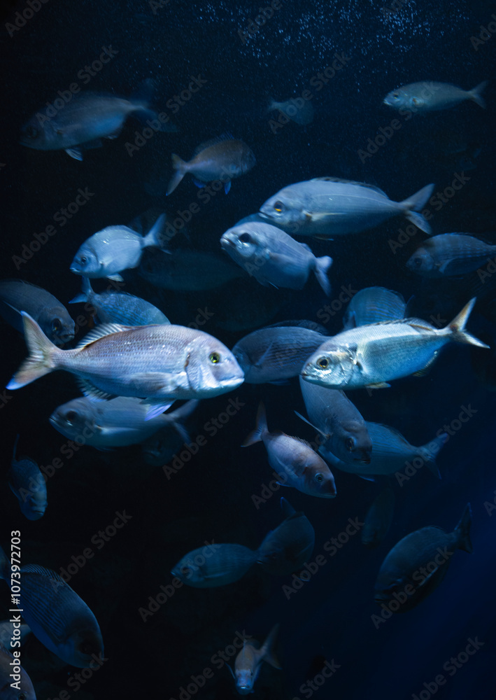 Naklejka premium fish in aquarium