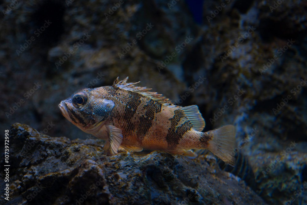 fish in aquarium fish in aquarium