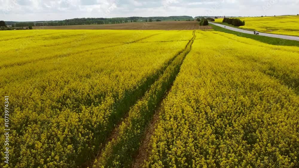 Drone Flying Over Yellow Flower Field by Road Drone Flying Over Yellow Flower Field by Road