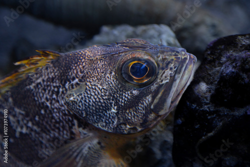 close up of a fish