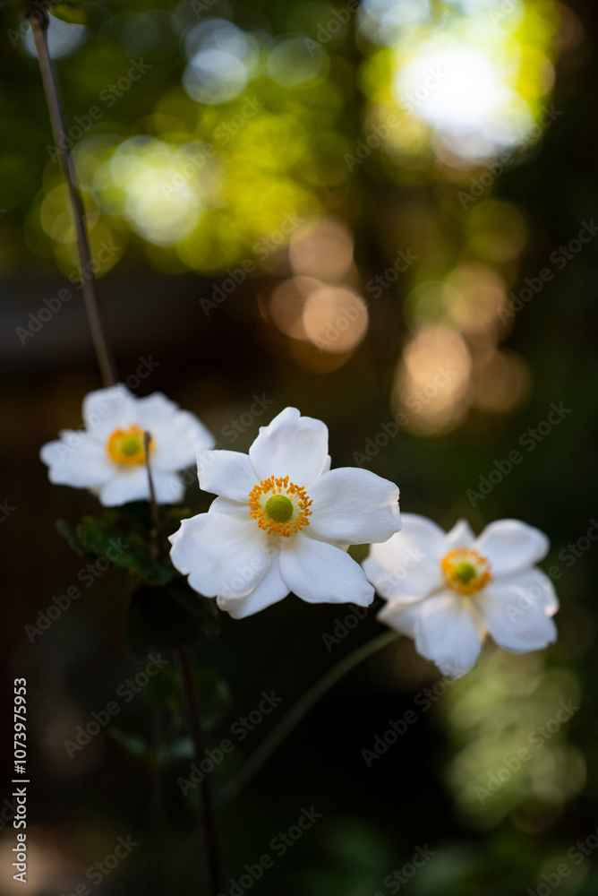 Obraz premium 鎌倉2411 荏柄天神社5 秋明菊