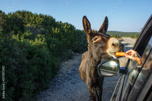 A curious donkey enjoys a friendly snack near the roadside on a sunny day in nature.