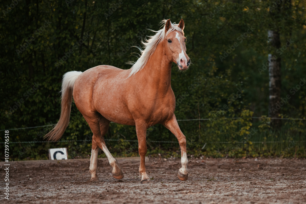Fototapeta premium Lusitano und PRE