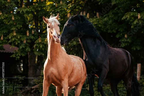 Lusitano und PRE photo