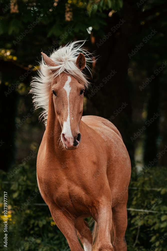 Obraz premium Lusitano und PRE