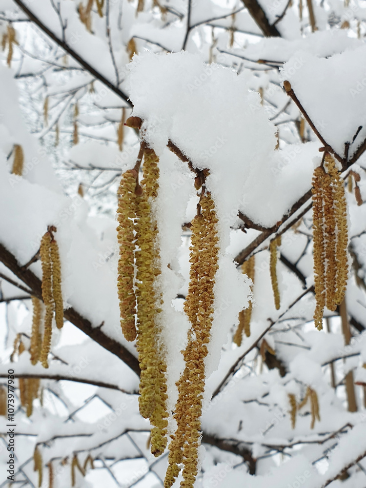 catkins of hazel tree covered by white snow closeup - winter season