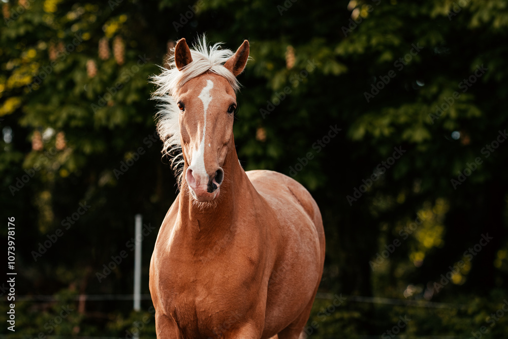 Obraz premium Lusitano und PRE