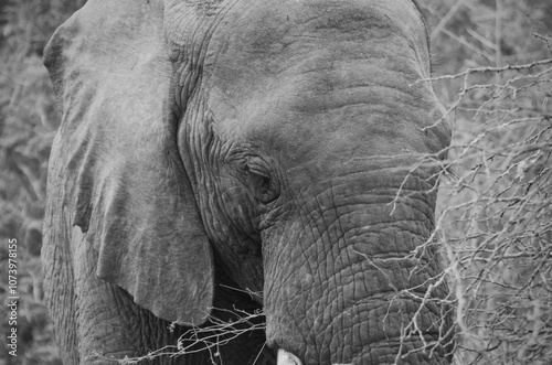 emotional close up of elephant photo