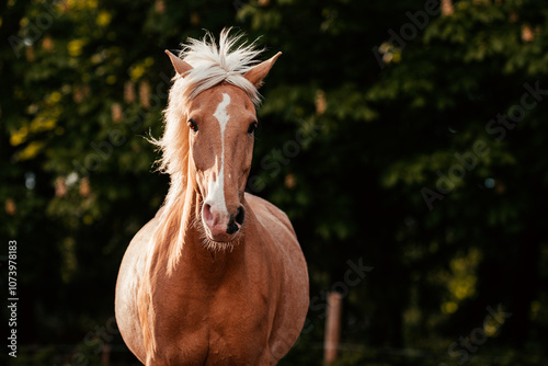 Lusitano und PRE photo