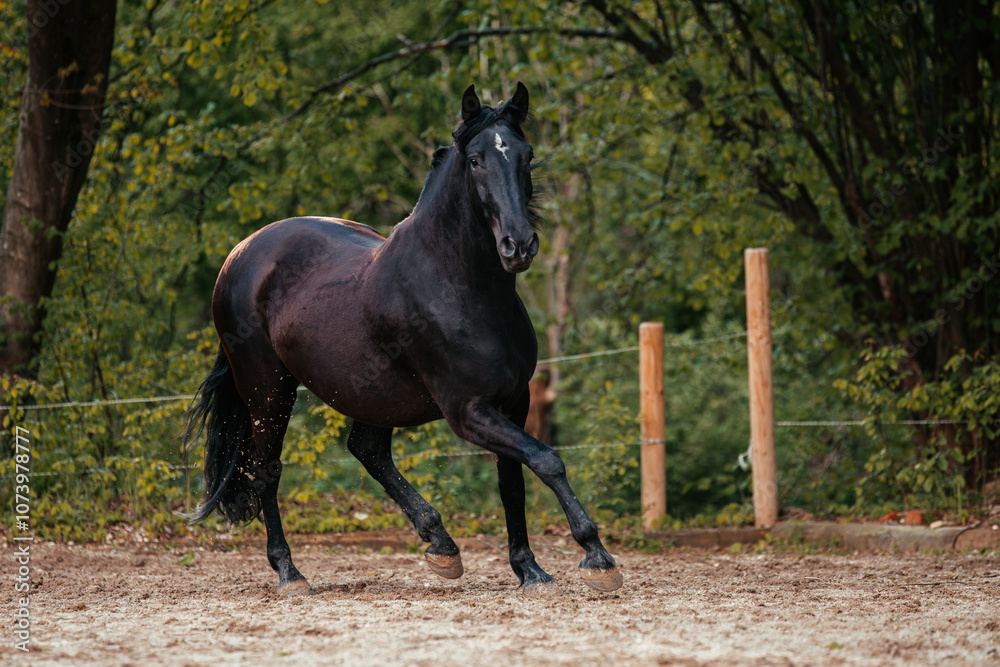 Lusitano und PRE Lusitano und PRE