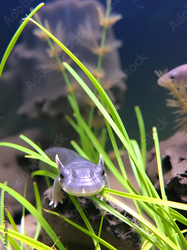 Axolotl Ambystoma mexicanum walking on a grass in aquarium. Amphibian or salamander in a fish tank photo