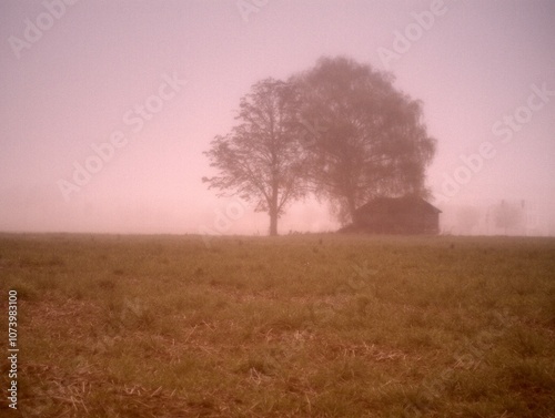 autumnal landscape in the fog