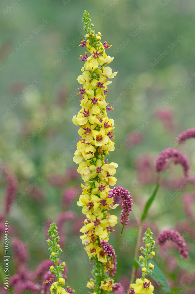 Flowering plant of Verbascum nigrum or black mullein in the swamp meadow Flowering plant of Verbascum nigrum or black mullein in the swamp meadow