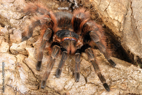 Brazilian Red Tarantula (Nhandu carapoensis).