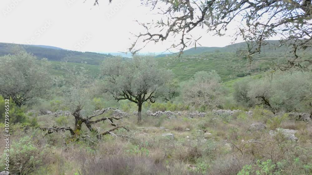 Moss-covered tree trunk in a rugged landscape with scattered olive trees, rocky ground, and distant hills under an overcast sky. Condeixa - Portugal. Moss-covered tree trunk in a rugged landscape with scattered olive trees, rocky ground, and distant hills under an overcast sky. Condeixa - Portugal.