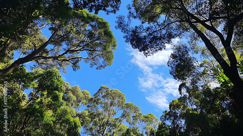 Fototapeta Naklejka Na Ścianę i Meble -  Panoramic view of a lush green forest canopy with tall trees and a blue sky, looking up from the ground