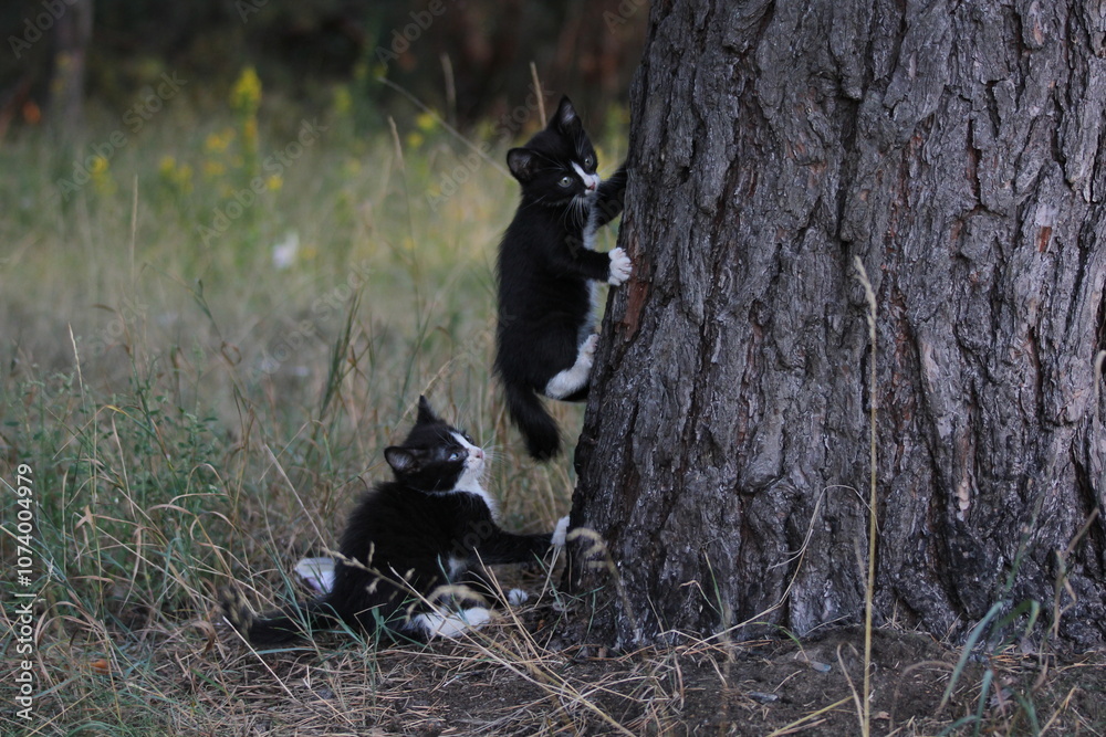 Obraz premium Two black-white homeless kittens climbing on the tree