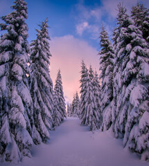 Leinwandbilder Lavendelfarbene Motive Winter snowy landscape with fresh snow covered trees  © Jansk