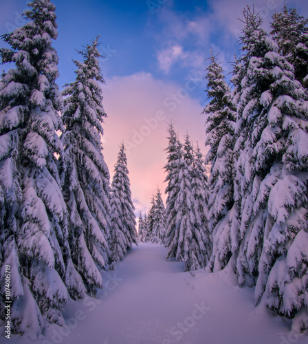Winter snowy landscape with fresh snow covered trees