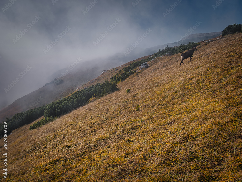 Beautiful Autumn day on a Hohe Veitsch mountain in Alps Beautiful Autumn day on a Hohe Veitsch mountain in Alps