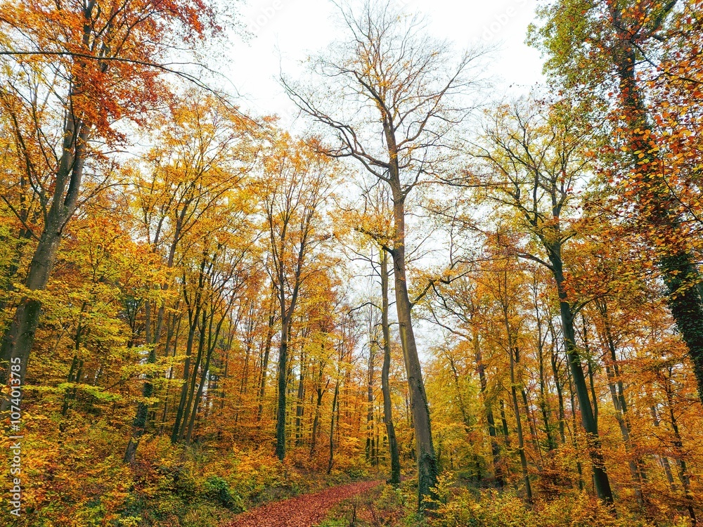 Obraz premium Ein Weg durch einen Wald mit leuchtend bunten Blättern an den Bäumen im Herbst