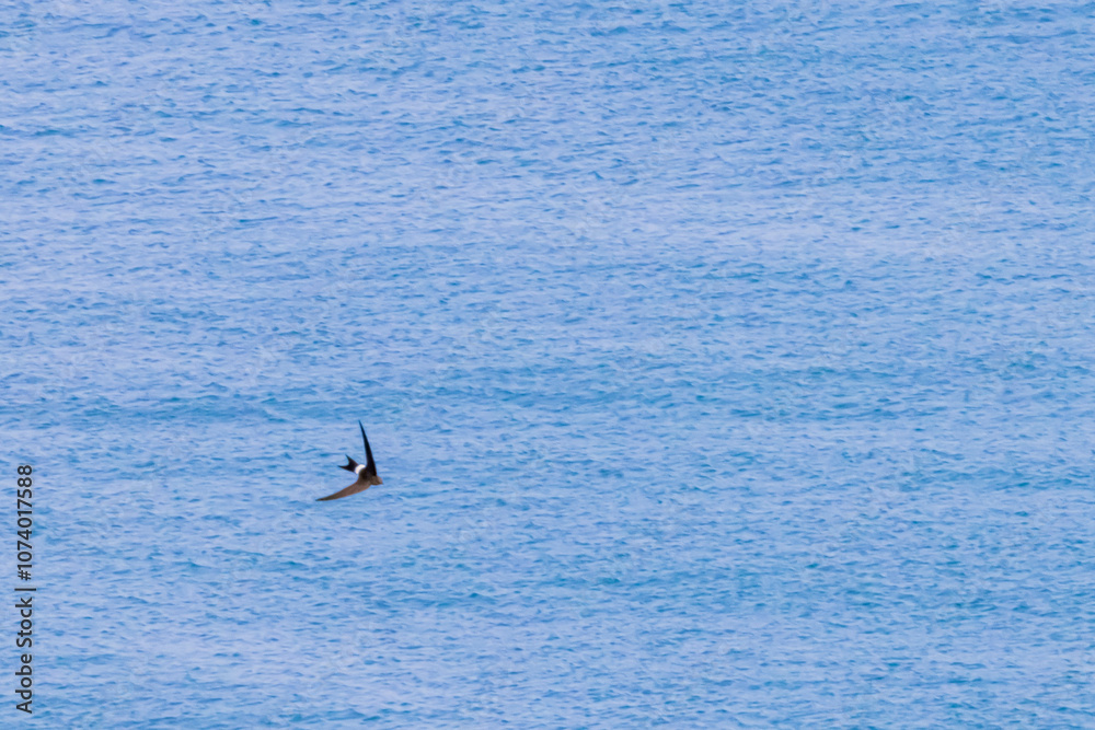 Fototapeta premium ウミツバメ 