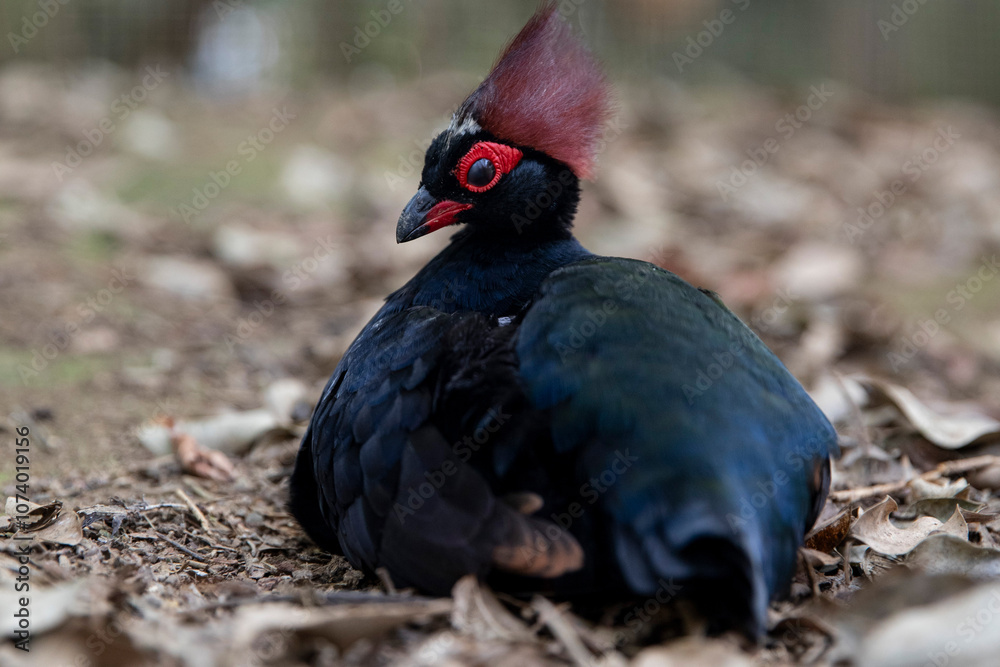 Close-up of a beautiful red-crested rollulus rulul, crowned partridge lying in the leaves on the ground. rare birds with a crest Close-up of a beautiful red-crested rollulus rulul, crowned partridge lying in the leaves on the ground. rare birds with a crest