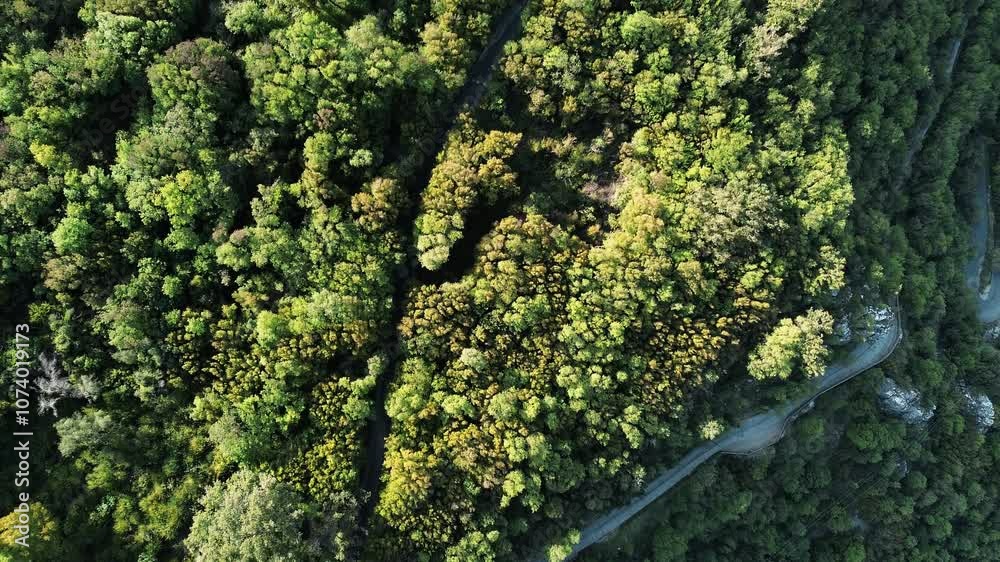 A narrow winding paved road in the mountains runs through a deciduous green forest. Aerial view. Serpentine near the town Budva in Montenegro. View of Sveti Stefan island in the Adriatic Sea A narrow winding paved road in the mountains runs through a deciduous green forest. Aerial view. Serpentine near the town Budva in Montenegro. View of Sveti Stefan island in the Adriatic Sea