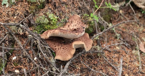 Wild sarcodon imbricatus, edible mushroom in forest of China photo