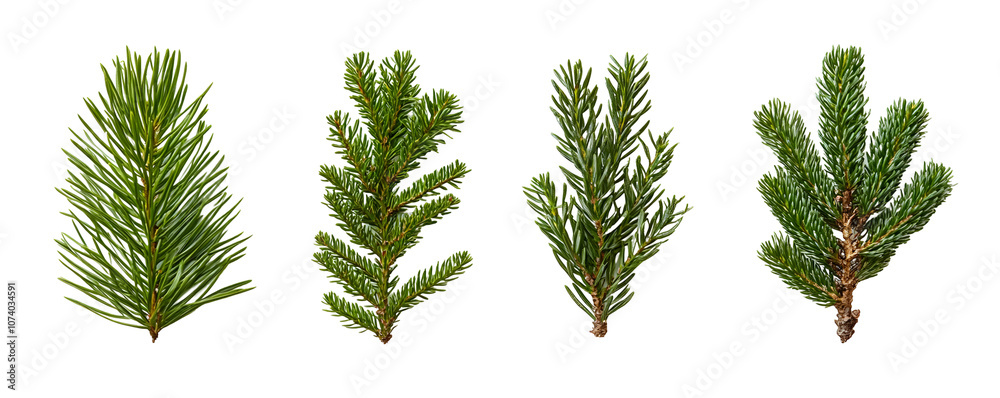 Naklejka premium Four Evergreen Sprigs with Needle-like Leaves Arranged on a White Background with a Transparent Background
