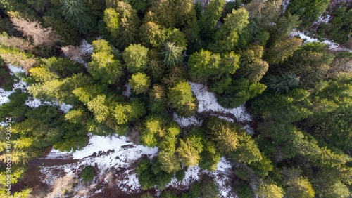 Aerial of forest