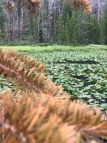 Mountains lily pad lake  photo