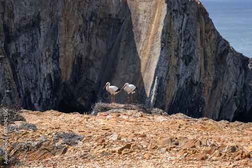 Storks in Nest