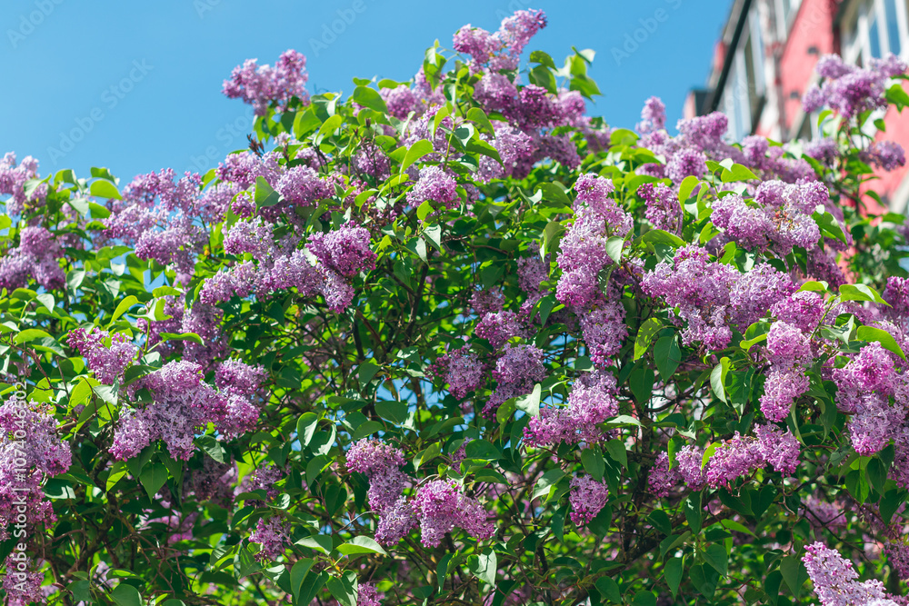 Lilac Bush Blooms in Spring at Daytime. Violet Spring Flowers with Soft Aroma. Spring and Summer Gardening. Lilac Blossom. Purple Lilac Bush Lilac Bush Blooms in Spring at Daytime. Violet Spring Flowers with Soft Aroma. Spring and Summer Gardening. Lilac Blossom. Purple Lilac Bush