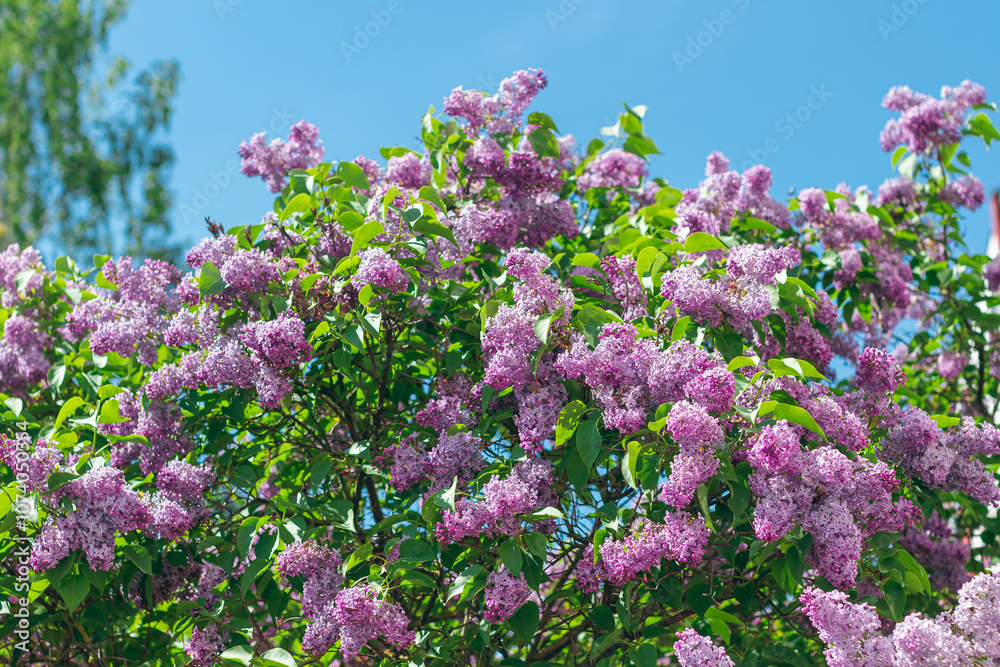 Lilac Bush Blooms in Spring at Daytime. Violet Spring Flowers with Soft Aroma. Spring and Summer Gardening. Lilac Blossom. Purple Lilac Bush Lilac Bush Blooms in Spring at Daytime. Violet Spring Flowers with Soft Aroma. Spring and Summer Gardening. Lilac Blossom. Purple Lilac Bush