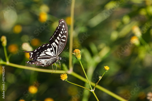 アゲハチョウの着陸直前 photo