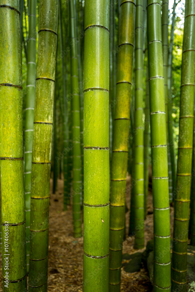 Bamboo Forest in Hokokuji Temple in Kamakura, Tokyo Bamboo Forest in Hokokuji Temple in Kamakura, Tokyo