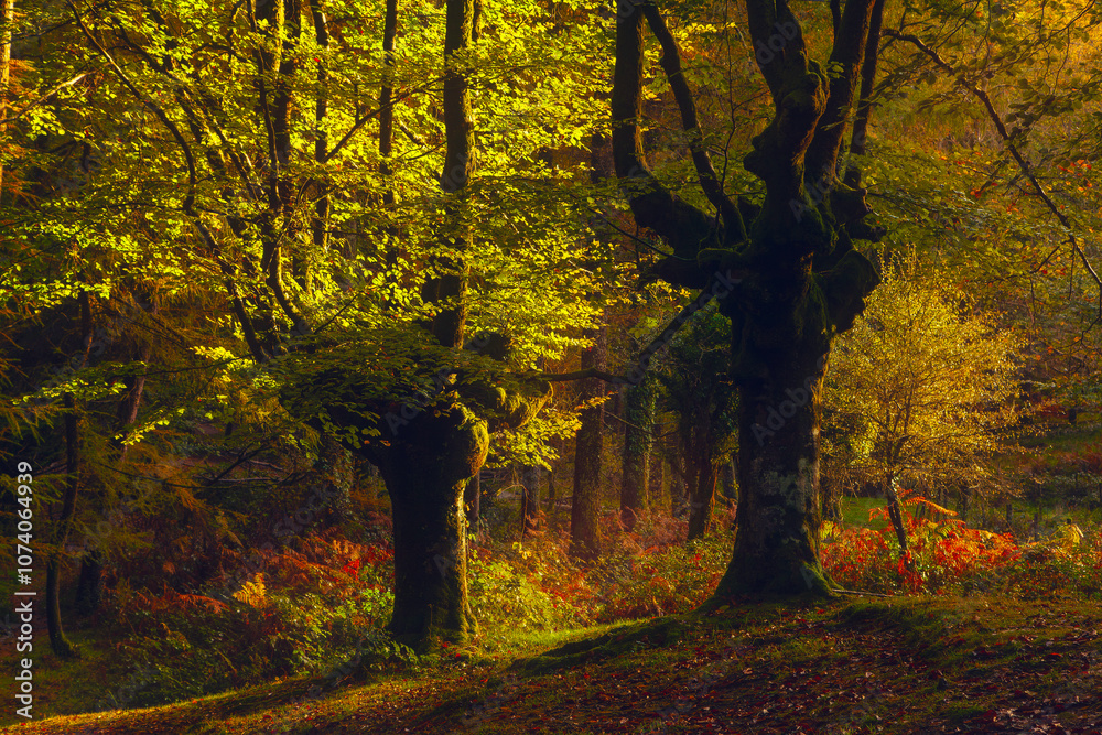The Glow and the Gloom. Trees in Natural Contrast