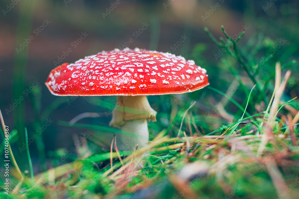 Mature Amanita Muscaria, Known as the Fly Agaric or Fly Amanita: Healing and Medicinal Mushroom with Red Cap Growing in Forest. Can Be Used for Micro Dosing, Spiritual Practices and Shaman Rituals Mature Amanita Muscaria, Known as the Fly Agaric or Fly Amanita: Healing and Medicinal Mushroom with Red Cap Growing in Forest. Can Be Used for Micro Dosing, Spiritual Practices and Shaman Rituals