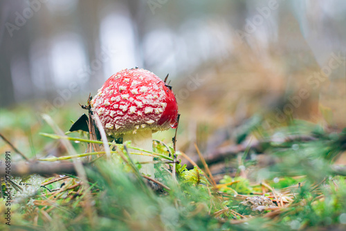 Young Amanita Muscaria, Known as the Fly Agaric or Fly Amanita: Healing and Medicinal Mushroom with Red Cap Growing in Forest. Can Be Used for Micro Dosing, Spiritual Practices and Shaman Rituals photo