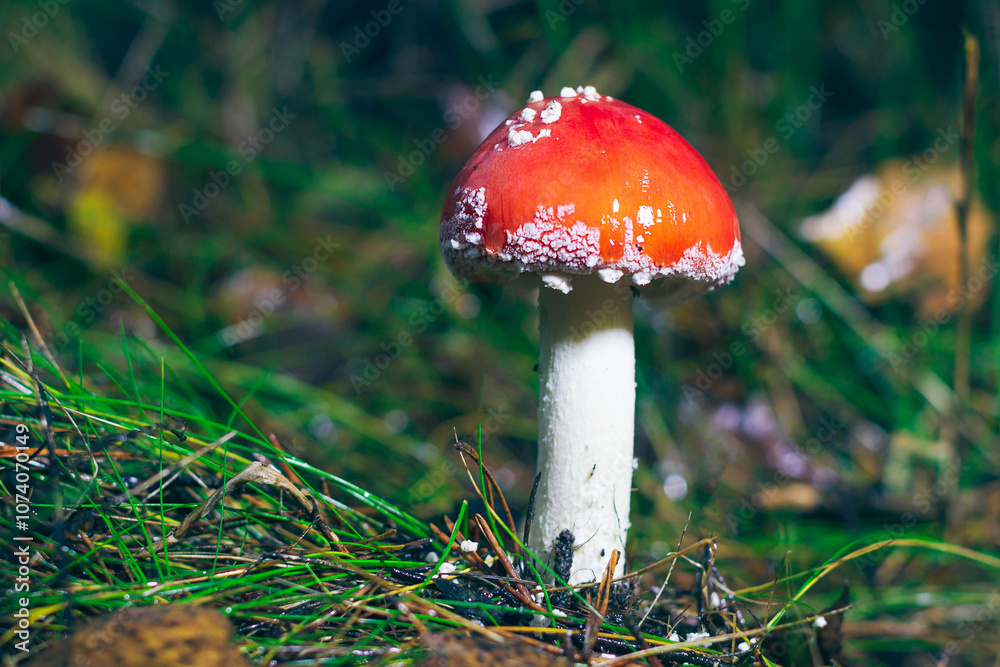 Young Amanita Muscaria, Known as the Fly Agaric or Fly Amanita: Healing and Medicinal Mushroom with Red Cap Growing in Forest. Can Be Used for Micro Dosing, Spiritual Practices and Shaman Rituals Young Amanita Muscaria, Known as the Fly Agaric or Fly Amanita: Healing and Medicinal Mushroom with Red Cap Growing in Forest. Can Be Used for Micro Dosing, Spiritual Practices and Shaman Rituals
