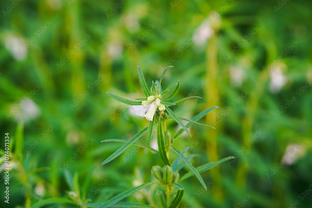 White leucas aspera flower White leucas aspera flower