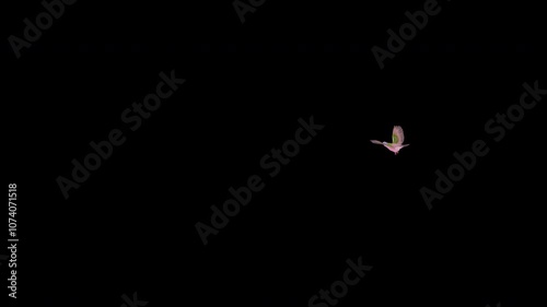 Emerald Dove - Colorful South East Asian Tropical Pigeon Birds - Flying Around Screen Loop - Alpha Channel - Realistic 4K 3D animation isolated on transparent background photo