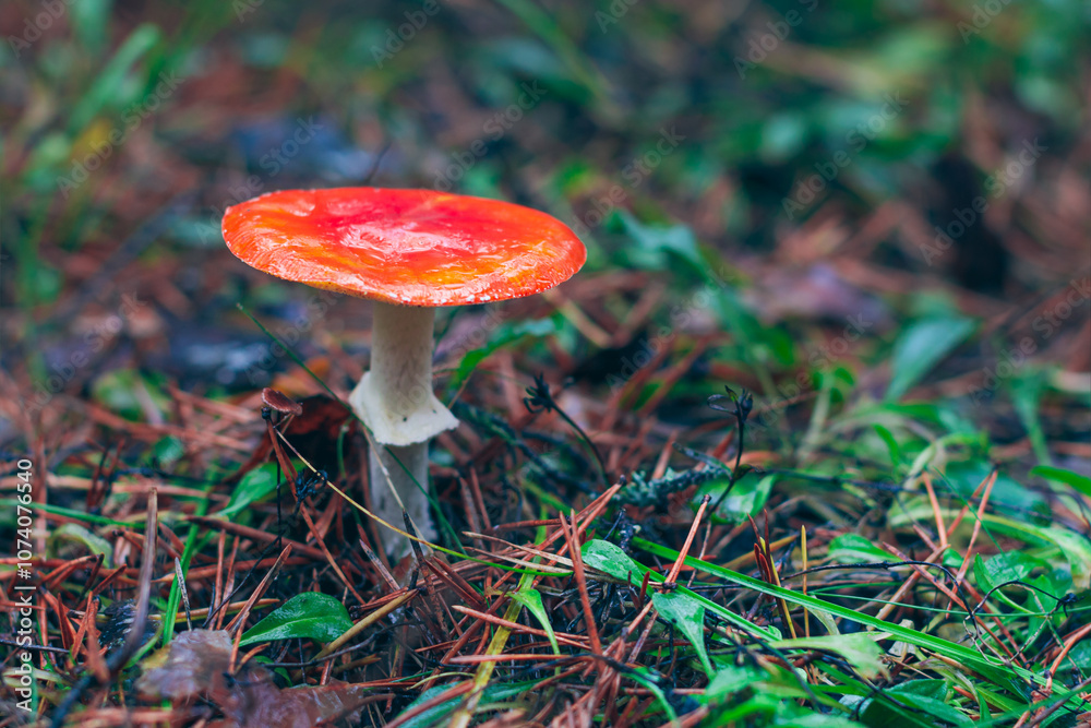Mature Amanita Muscaria, Known as the Fly Agaric or Fly Amanita: Healing and Medicinal Mushroom with Red Cap Growing in Forest. Can Be Used for Micro Dosing, Spiritual Practices and Shaman Rituals Mature Amanita Muscaria, Known as the Fly Agaric or Fly Amanita: Healing and Medicinal Mushroom with Red Cap Growing in Forest. Can Be Used for Micro Dosing, Spiritual Practices and Shaman Rituals