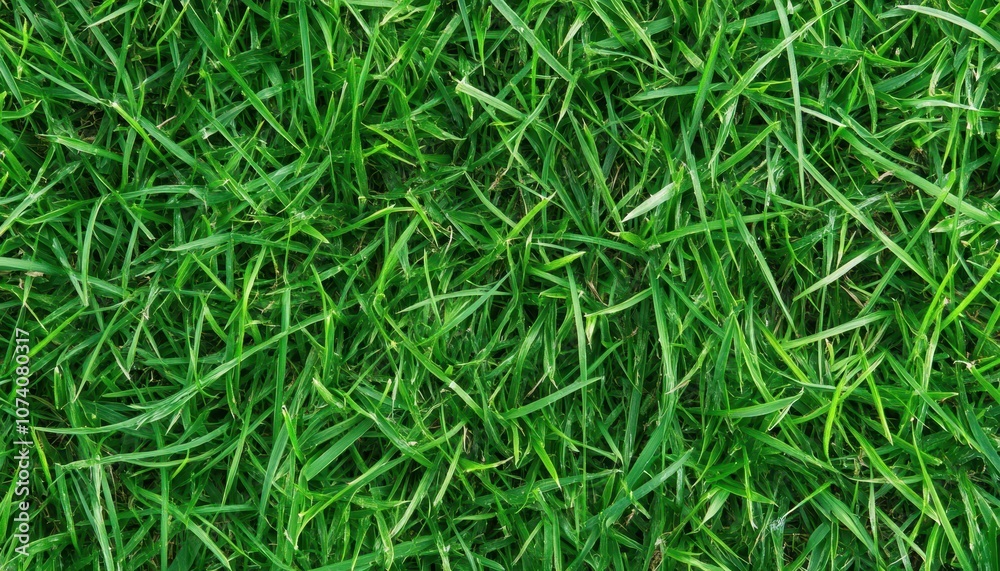 Lush Green Grass Blades Close-Up Lush Green Grass Blades Close-Up